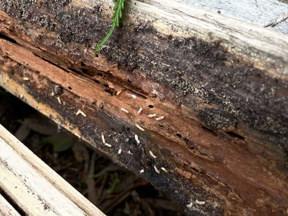Termite Management for New Builds thumbnail image