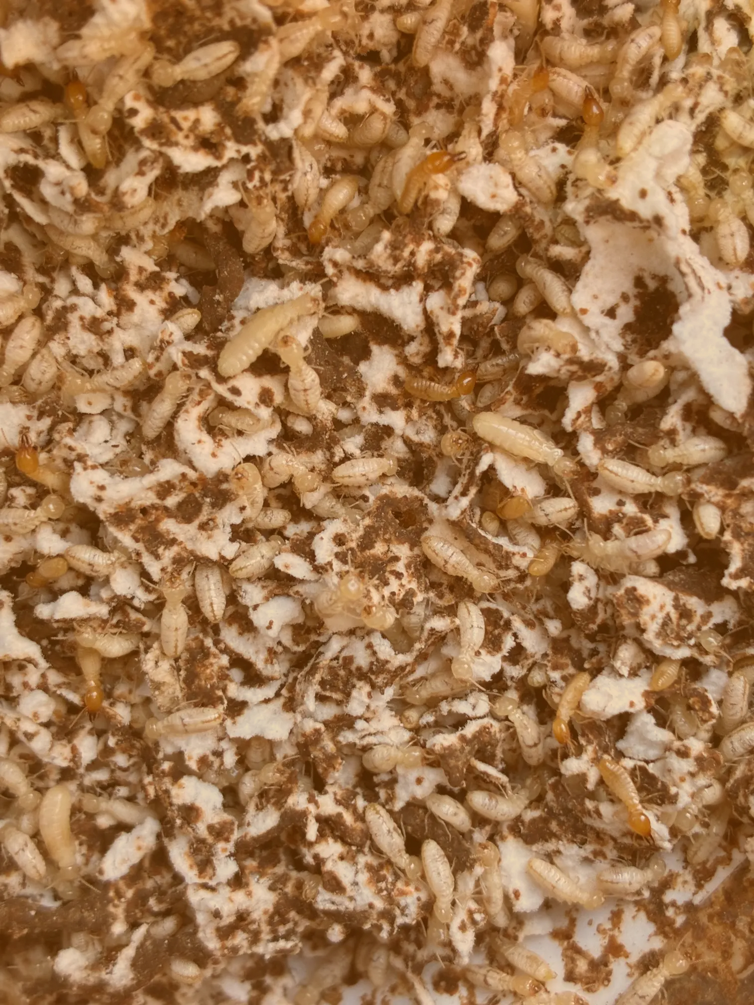 Termites in a bait station