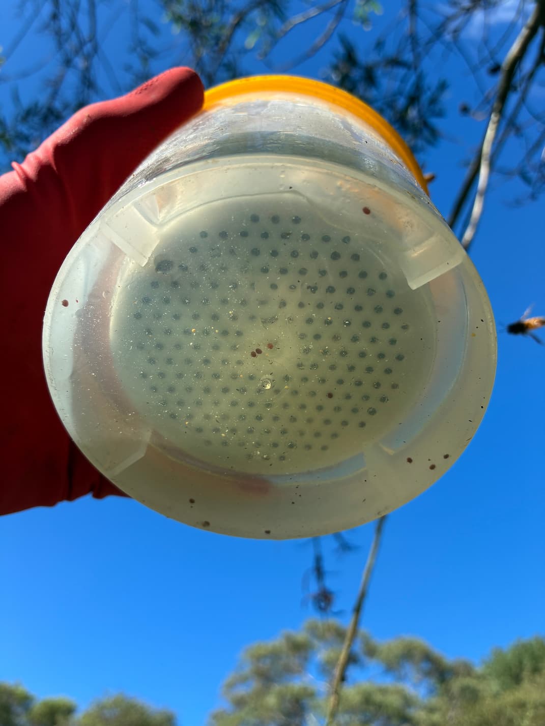 Performing an inspection of new hive after relocation
